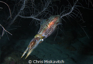 Reef Squid by Chris Miskavitch 